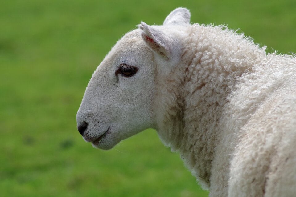 Agriculture animal white