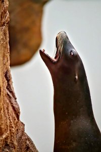 Phoque Nausicaa