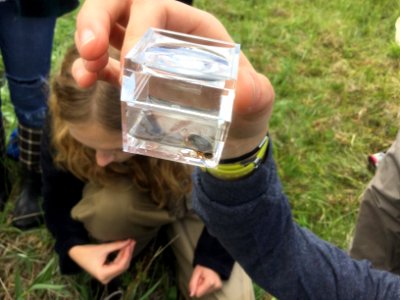 Predaceous diving beetle displayed in bug box
