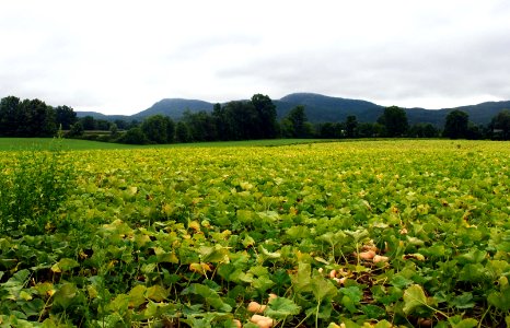 Squash Field