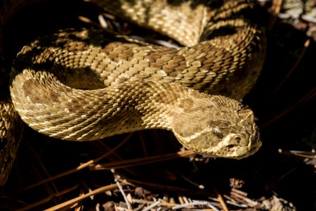 Crotalus viridis