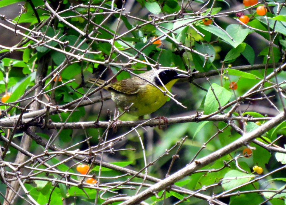 Common Yellowthroat / Geothlypis trichas