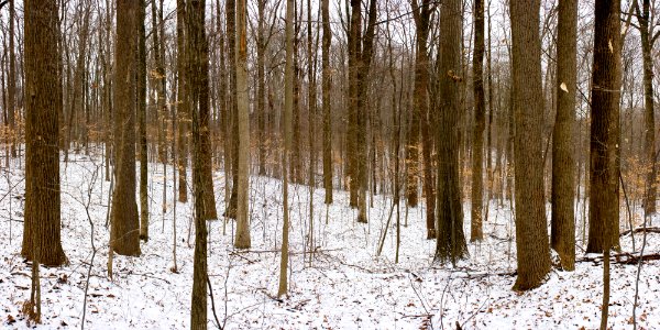 Big Walnut Nature Preserve