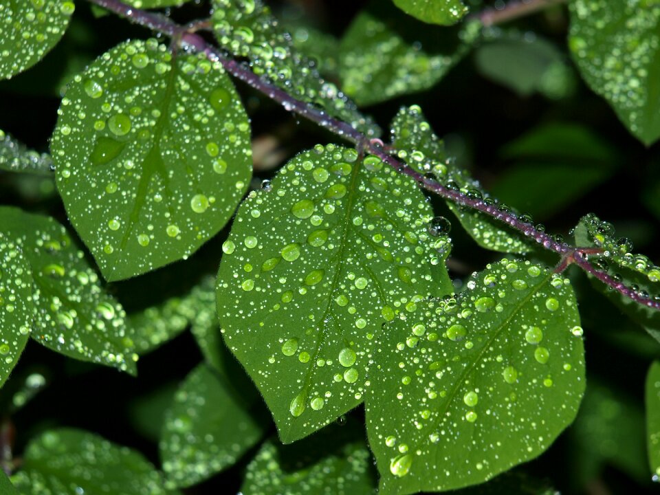 Drop of water leaf rain