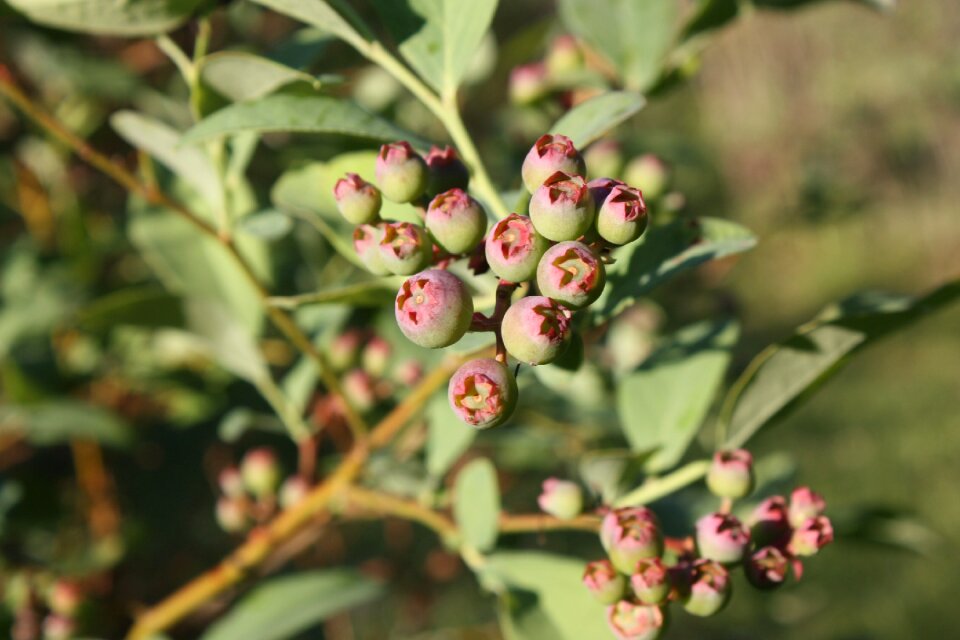 Blueberries green blueberries blueberry bush