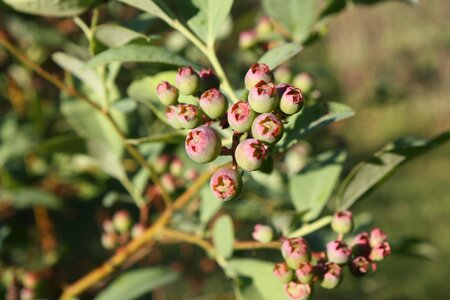 Blueberries green blueberries blueberry bush