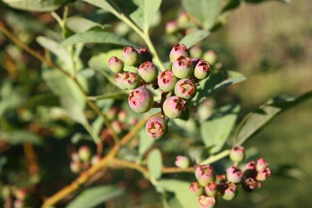 Blueberries green blueberries blueberry bush photo