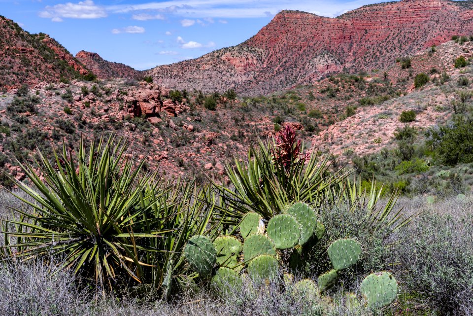 Sycamore Canyon Road: FR 9508