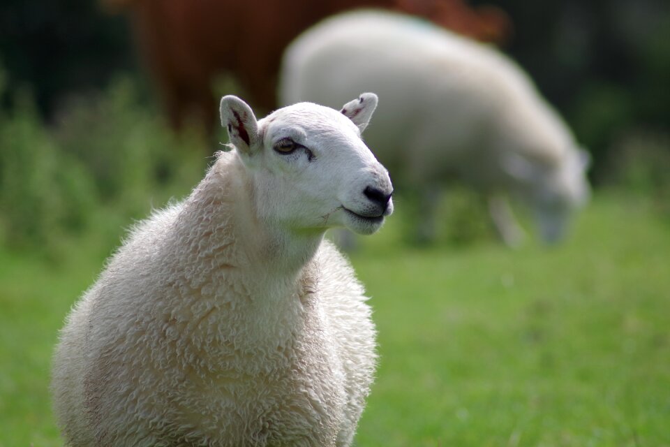 Agriculture animal white