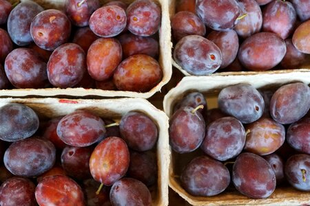 Fruit eat food