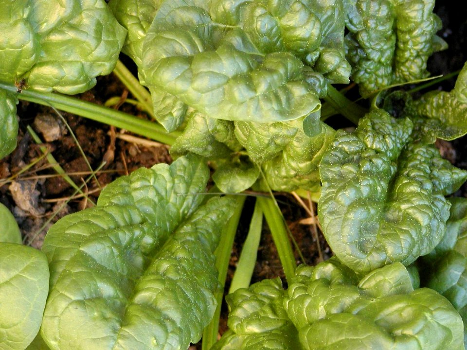 Spinach