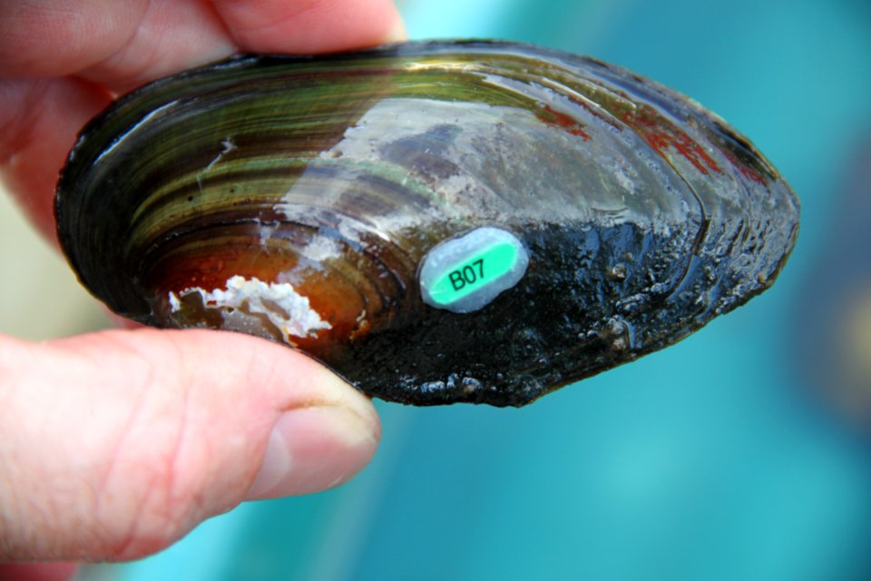 Tagged Mussel