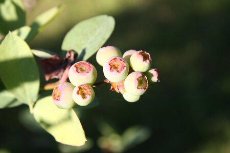 Blueberries green blueberries blueberry bush