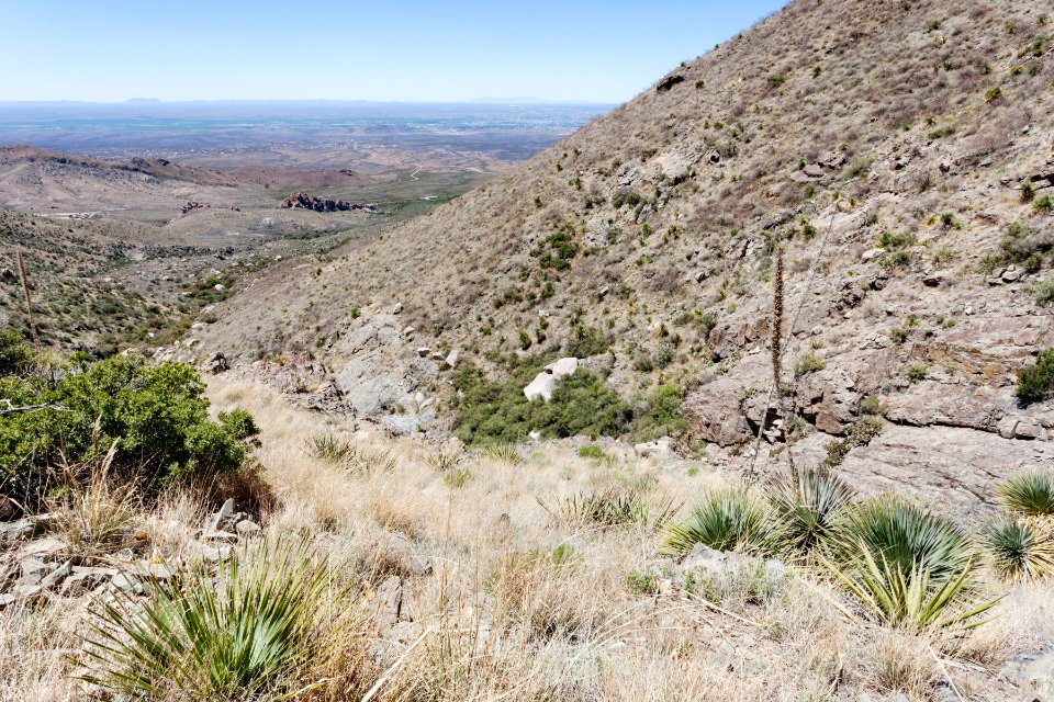 West of Organ Needle