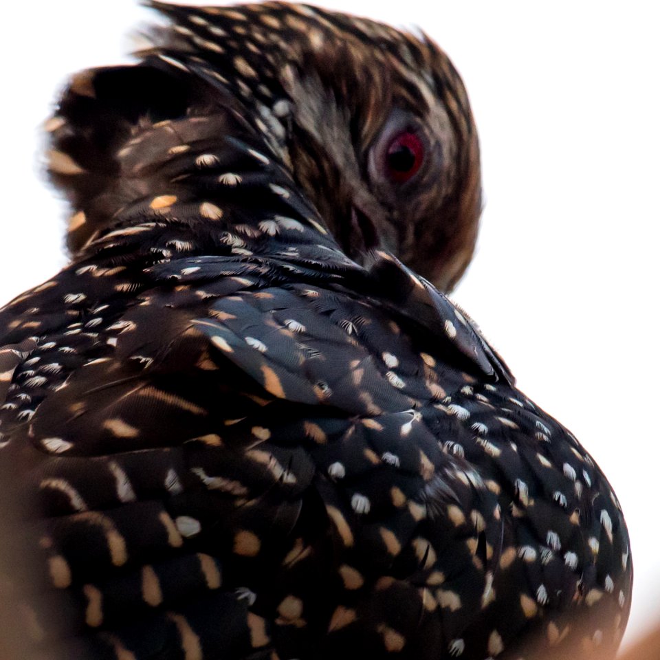 Preening female Koel