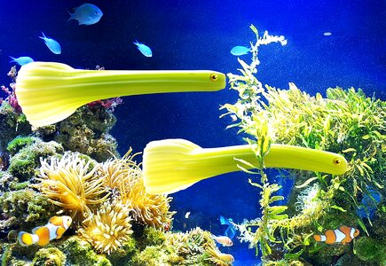 Fish aquarium underwater