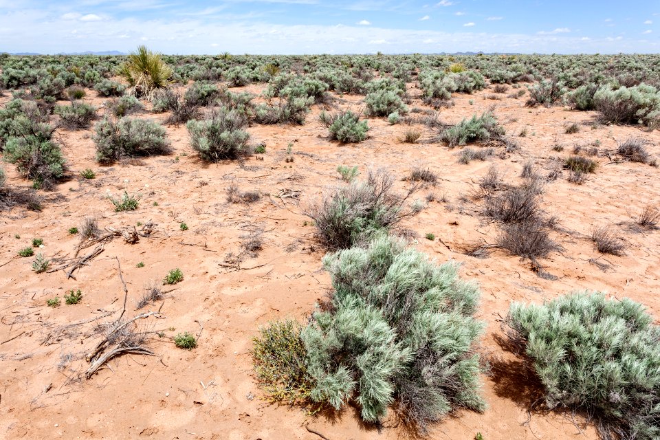 Northern Jornada del Muerto Plain