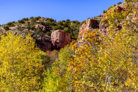 Fall color on Parsons Trail (November 8, 2017)