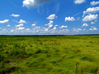 Wilderness area on Mullica River