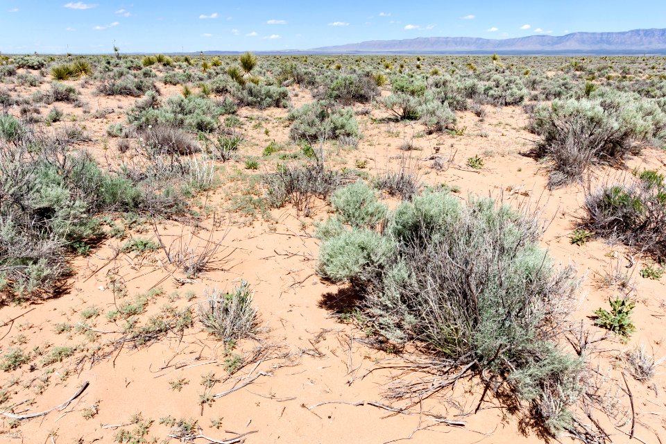 Northern Jornada del Muerto Plain
