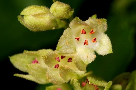 Heuchera woodsiaphila