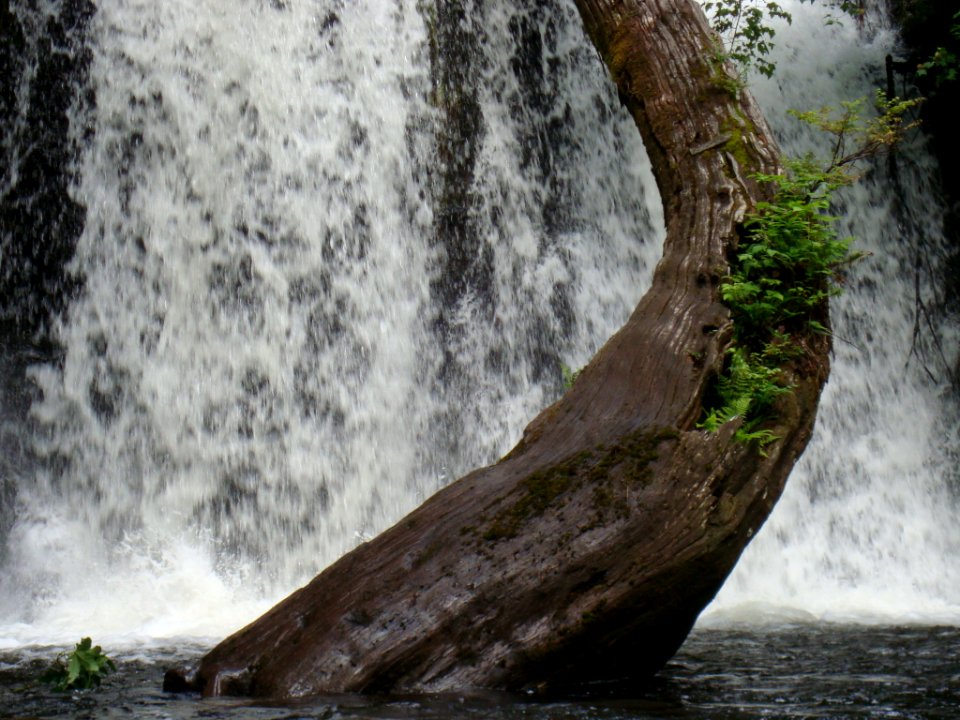 Undulating Tree