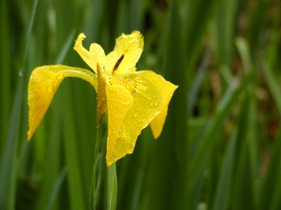 Discovery Park Wild Iris