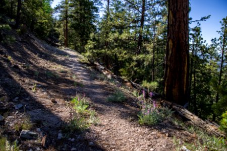 Slate Mountain Trail photo