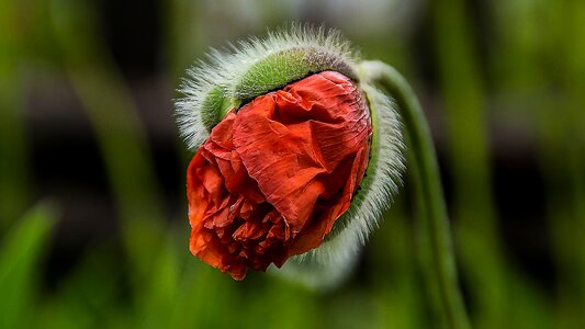 Bloom red poppy close up photo