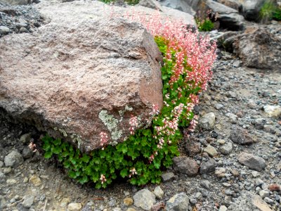 Humphreys Trail No. 51