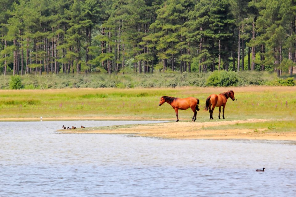 chevaux dos à dos