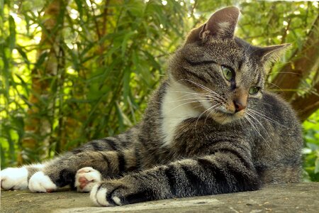Felis grey white lying