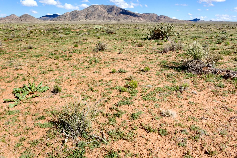 North-northeast of Lordsburg