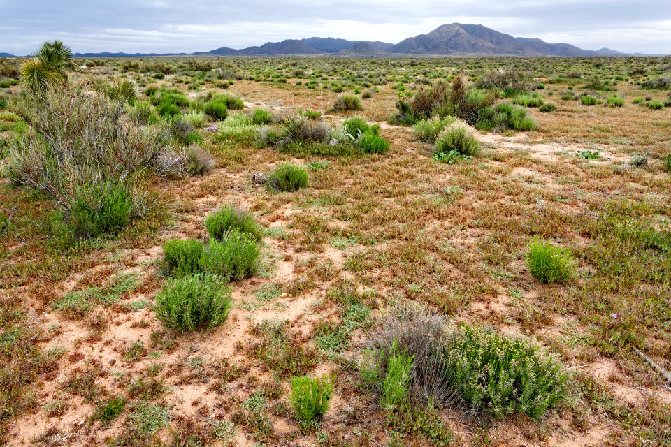 North-northeast of Lordsburg