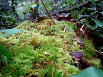 Mini Mushrooms