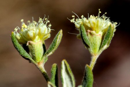 Eriogonum jamesii photo