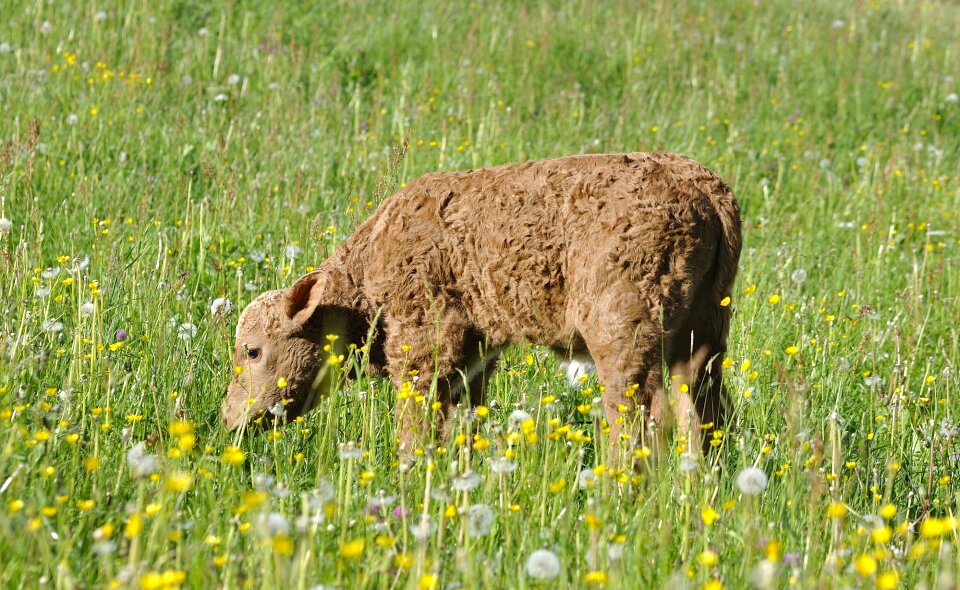 Livestock cute grass