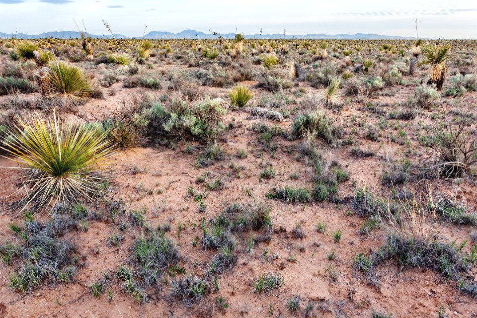 Northern Jornada del Muerto Plain