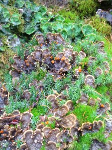 Browns and Greens