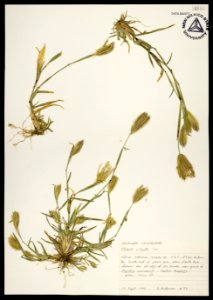 Chloris virgata