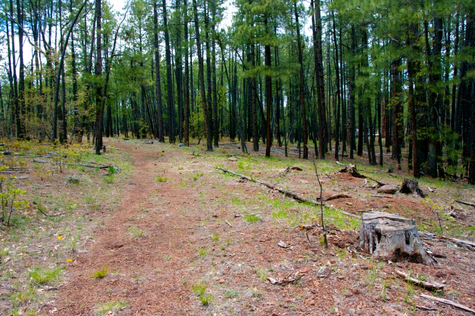 Dorsey Trail No. 7