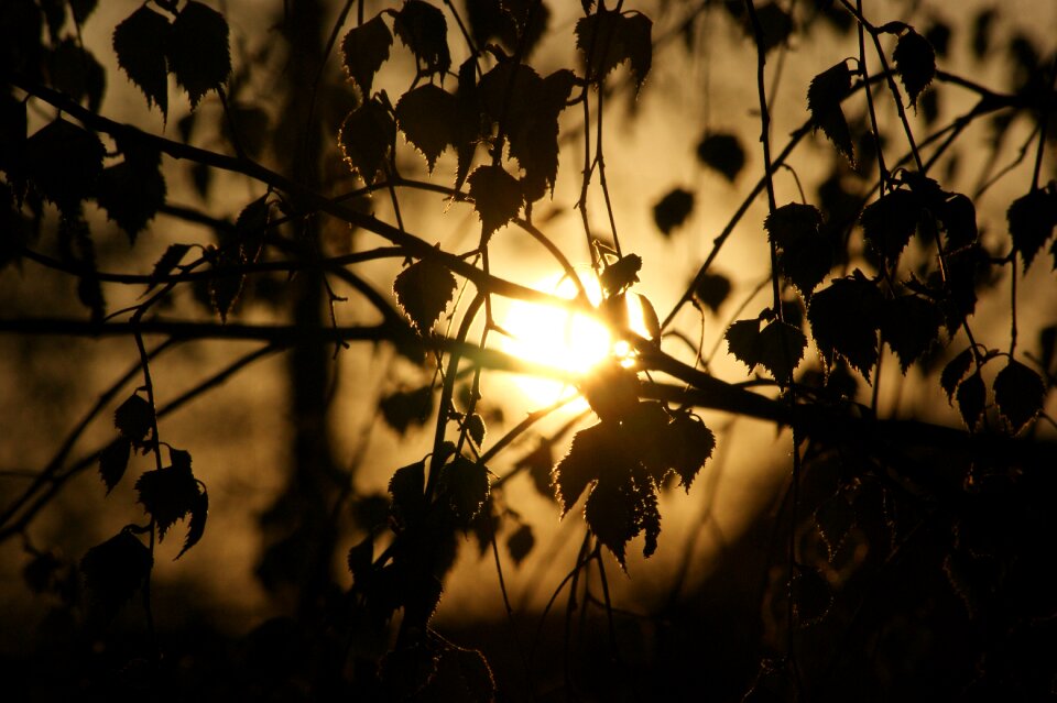 Sunset the sun the light