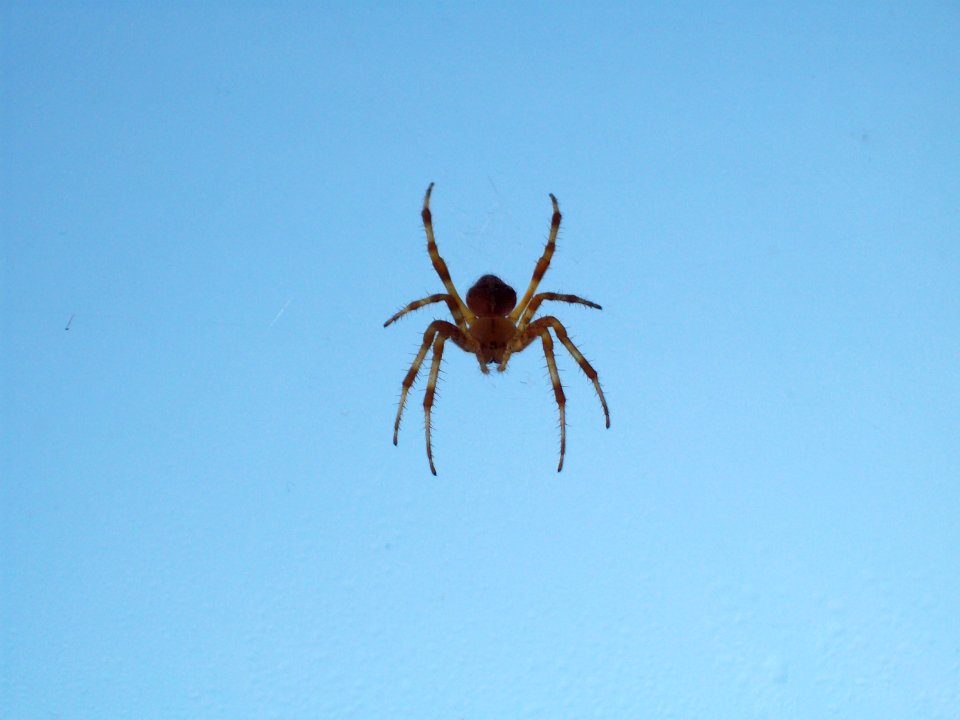 Spider Season