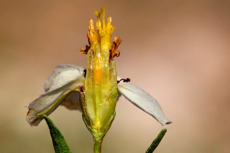 Zinnia acerosa