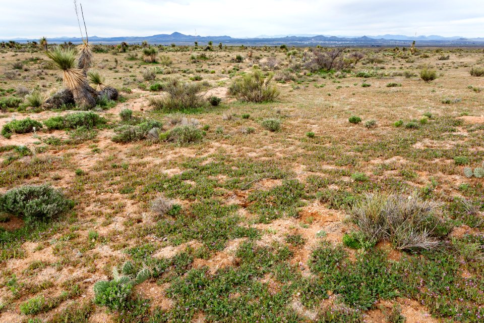 Northeast of Lordsburg