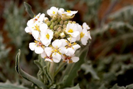 Dimorphocarpa wislizenii