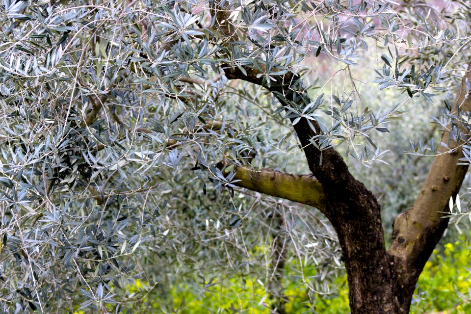 Spring bloom branch