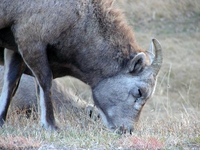 Bighorn Sheep photo