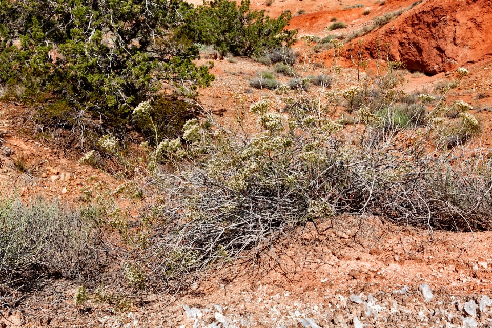 Eriogonum leptophyllum