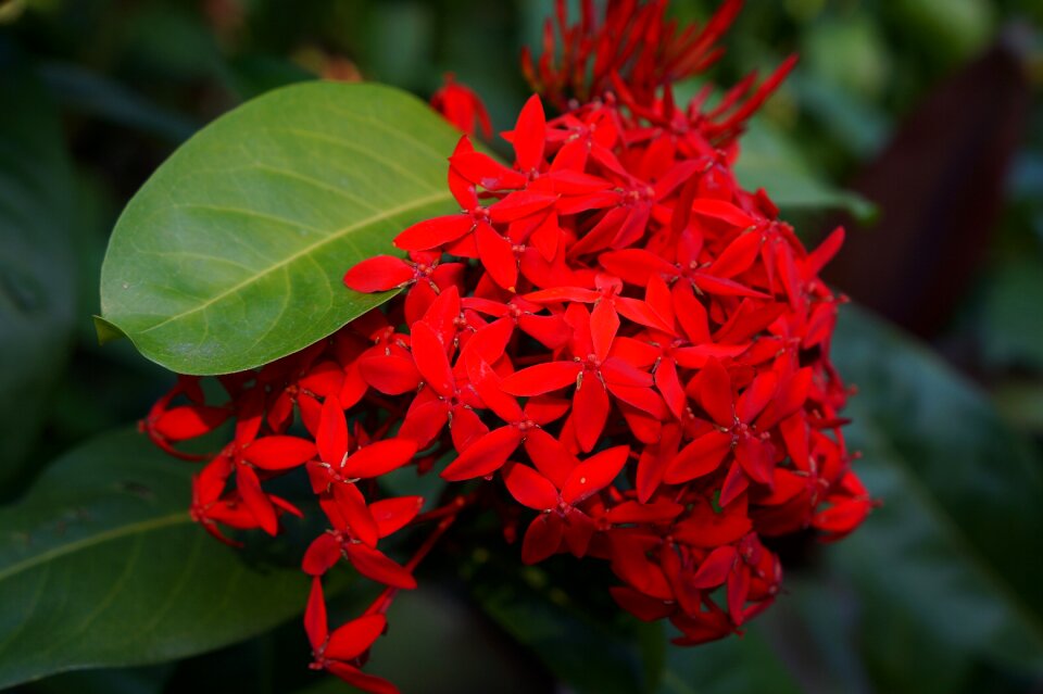 Nature leaves bouquet